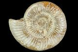 Bargain, Polished Jurassic Ammonite (Perisphinctes) - Madagascar #104934-1